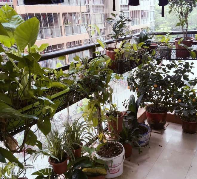 南山西丽留仙茗苑三房整租整租近科技园